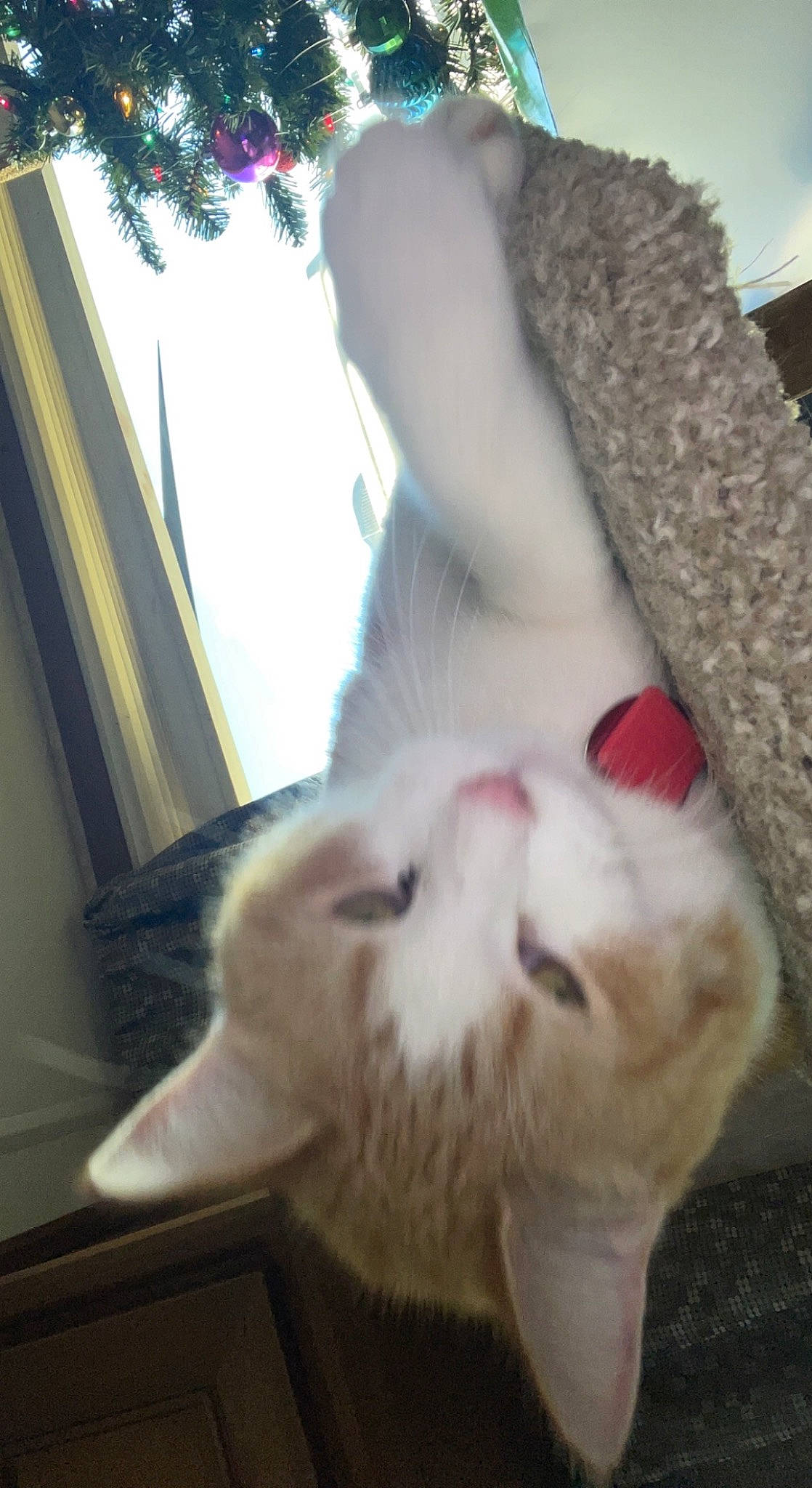 Punkin is registered to the contest to win money with this photo: carnivore, cat, claw, comfort, companion_dog, curtain, domestic_short_haired_cat, ear, felidae, foot, fur, gesture, lap, nap, paw, selfie, small_to_medium_sized_cats, tail, whiskers, window