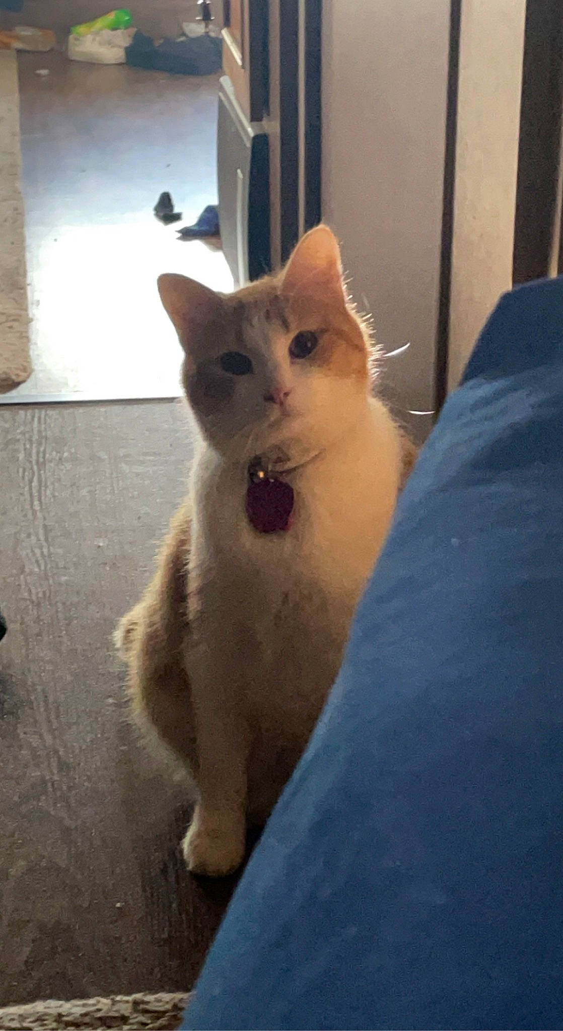 Punkin joined the competition — help win amazing prizes! carnivore, cat, comfort, domestic_short_haired_cat, ear, eye, fawn, felidae, fur, head, paw, small_to_medium_sized_cats, snout, tail, terrestrial_animal, whiskers, window