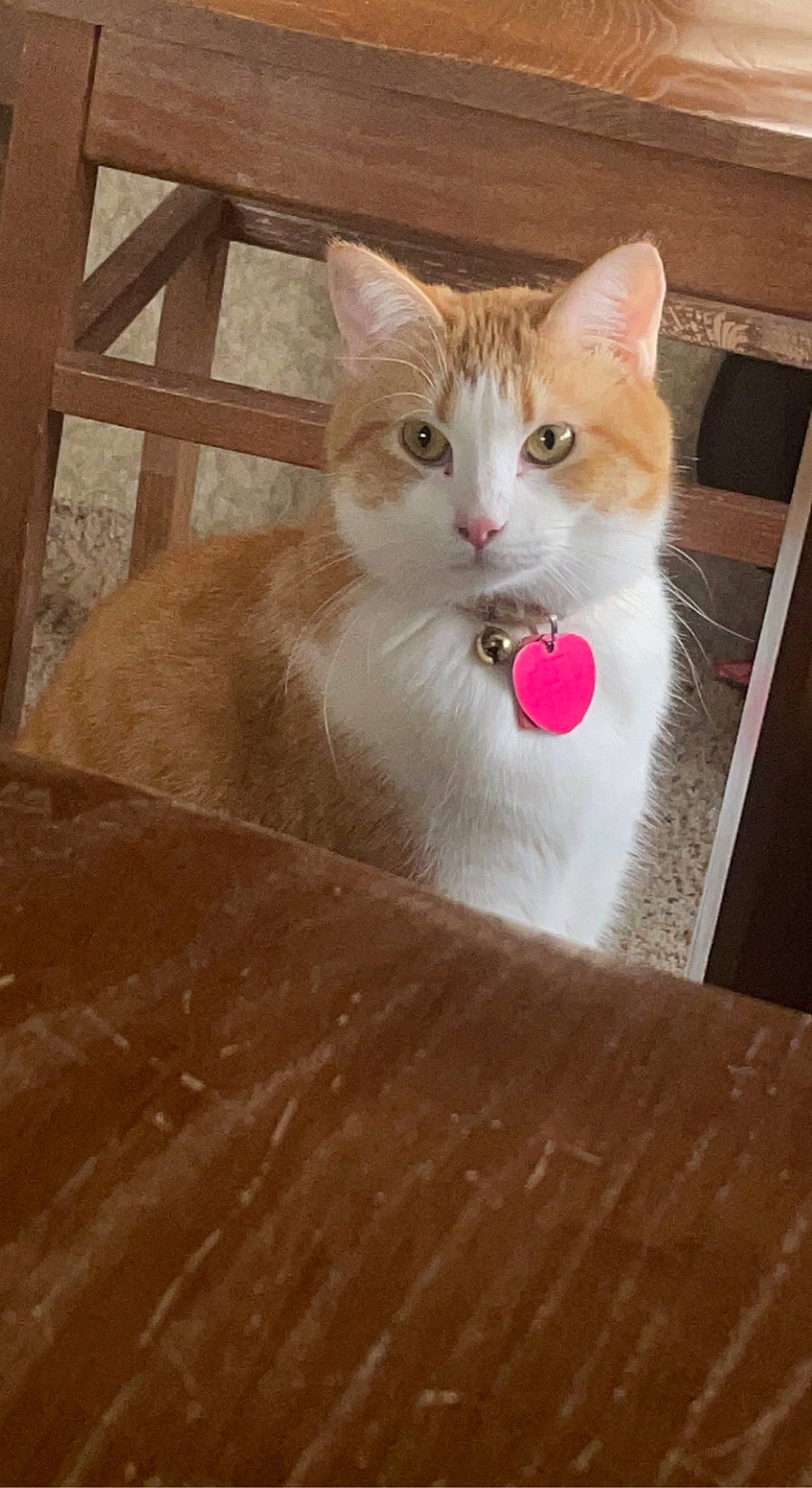 Punkin joined the competition — help win amazing prizes! box, carnivore, cat, domestic_short_haired_cat, eye, fawn, felidae, flooring, fur, hardwood, paw, sitting, small_to_medium_sized_cats, snout, table, tail, whiskers, window, wood, wood_stain