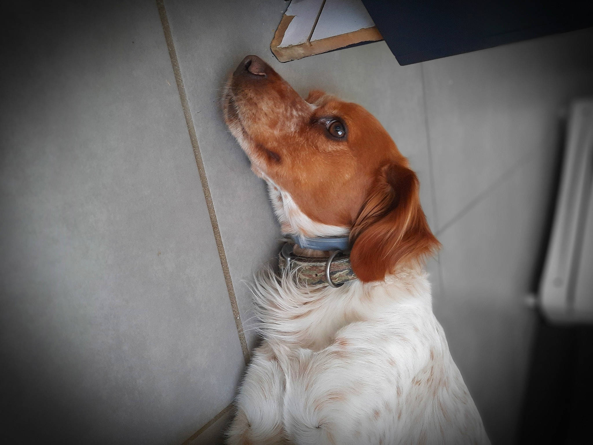 Dingo