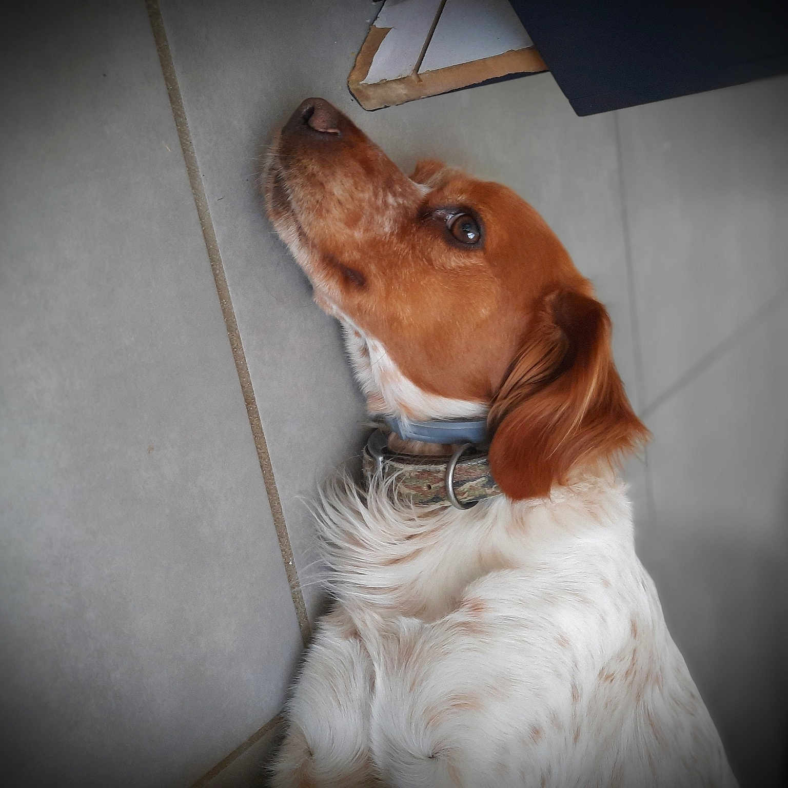 Dingo