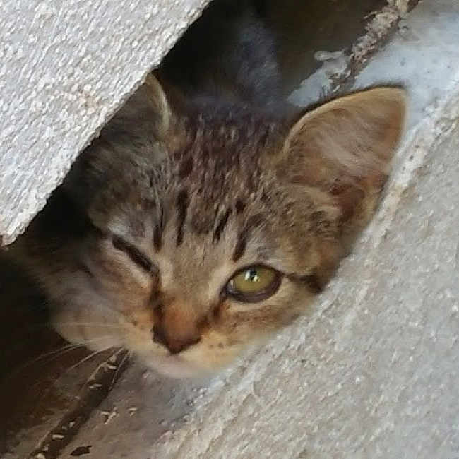 Azkal is registered to the contest to win money with this photo: animal, brown, cat, closeup, concrete, curious, cute, grass, gray, green_eye, kitten, nature, outdoor, paw, peeking, tabby, texture, wildlife, winking, young_cat
