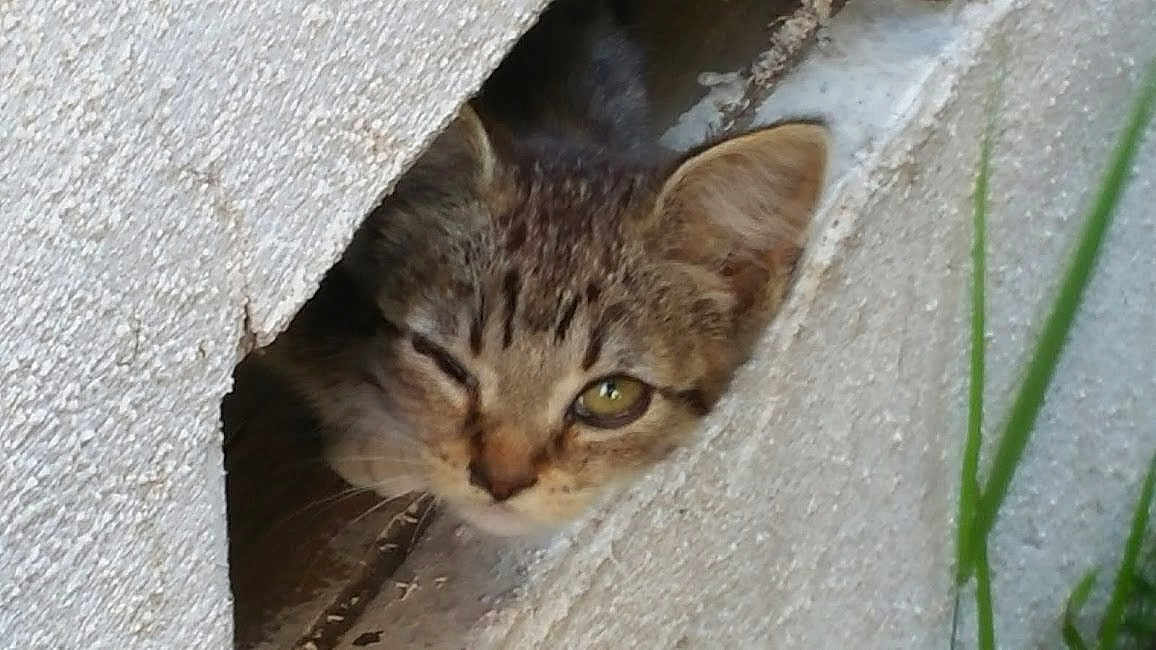 Azkal is registered to the contest to win money with this photo: kitten, cat, tabby, winking, concrete, peeking, curious, animal, young_cat, outdoor, gray, brown, green_eye, texture, nature, closeup, paw, grass, wildlife, cute