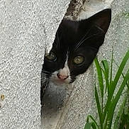 Azkal is registered to the contest to win money with this photo: kitten, cat, black_and_white, peeking, curious, concrete_wall, crack, grass, outdoor, animal, small, face, ears, whiskers, nature, texture, closeup, hidden, cute, young