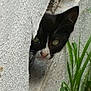 kitten, cat, black_and_white, peeking, curious, concrete_wall, crack, grass, outdoor, animal, small, face, ears, whiskers, nature, texture, closeup, hidden, cute, young