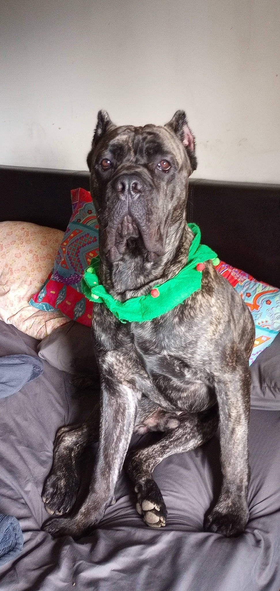 Bowser is registered to the contest to win money with this photo: canidae, carnivore, collar, companion_dog, dog, dog_breed, dog_collar, dog_supply, fawn, fur, liver, snout, sporting_group, tail, terrestrial_animal, treeing_tennessee_brindle, whiskers, working_animal, working_dog, wrinkle