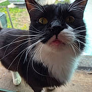 Bird is registered to the contest to win money with this photo: animal, black_and_white, cat, close_up, curious, domestic_cat, ears, face, feline, fur, nature, nose, outdoor, paw, pet, tongue, tuxedo_cat, whiskers, window_screen, yellow_eyes