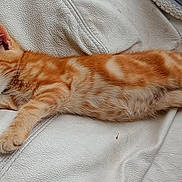 Simba participe au concours pour gagner de l'argent avec cette photo : animal, cat, closeup, couch, cozy, cute, domestic, fur, indoor, kitten, orange_tabby, paw, peaceful, pet, relaxed, resting, sleeping, tail, whiskers, white_leather