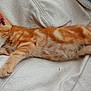 animal, cat, closeup, couch, cozy, cute, domestic, fur, indoor, kitten, orange_tabby, paw, peaceful, pet, relaxed, resting, sleeping, tail, whiskers, white_leather