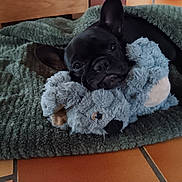 June a rejoint le concours — aidez-le/la à gagner de superbes lots ! animal, black_dog, blanket, close_up, companion, cozy, cute, dog, domestic, french_bulldog, green_blanket, indoor, pet, plush_toy, relaxed, resting, snuggling, soft_texture, stuffed_toy, tile_floor