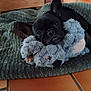 animal, black_dog, blanket, close_up, companion, cozy, cute, dog, domestic, french_bulldog, green_blanket, indoor, pet, plush_toy, relaxed, resting, snuggling, soft_texture, stuffed_toy, tile_floor