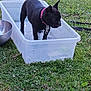 animal, black_dog, canine, collar, container, daytime, dog, domestic_animal, garden, grass, leash, nature, outdoor, pet, plastic_tub, playful, small_dog, summer, water, wet