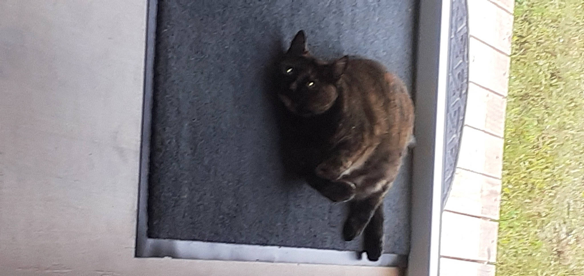 Maîa participe au concours pour gagner de l'argent avec cette photo : black_cat, carnivore, cat, domestic_short_haired_cat, door, felidae, fur, grey, paw, small_to_medium_sized_cats, snout, tail, whiskers, window, wood