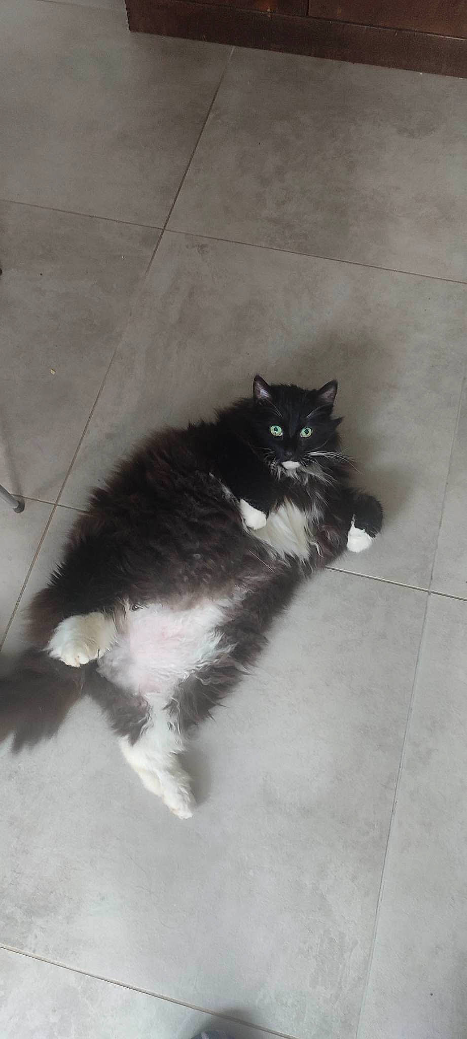 Memphis participe au concours pour gagner de l'argent avec cette photo : art, carnivore, cat, claw, domestic_short_haired_cat, felidae, flooring, fur, grey, human_leg, monochrome, monochrome_photography, paw, road_surface, shadow, small_to_medium_sized_cats, snout, tail, terrestrial_animal, whiskers