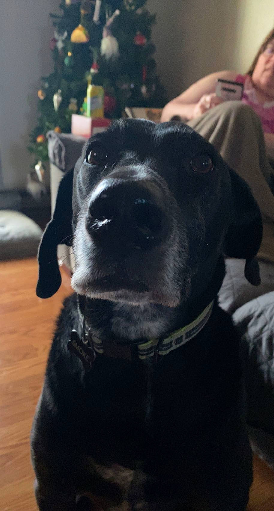 Mr. Pig is registered to the contest to win money with this photo: borador, canidae, carnivore, christmas_tree, collar, companion_dog, dog, dog_breed, dog_collar, event, fawn, fur, giant_dog_breed, guard_dog, holiday, retriever, snout, sporting_group, whiskers, working_animal