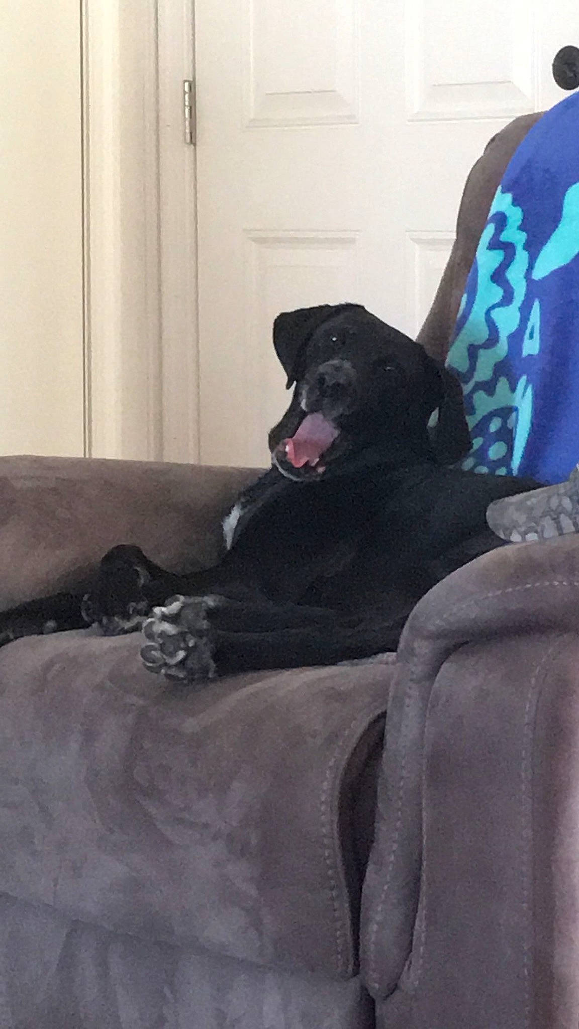 Mr. Pig is registered to the contest to win money with this photo: borador, carnivore, comfort, companion_dog, couch, dog, dog_breed, dog_supply, door, electric_blue, flooring, fur, grey, guard_dog, room, sitting, sporting_group, studio_couch, working_animal