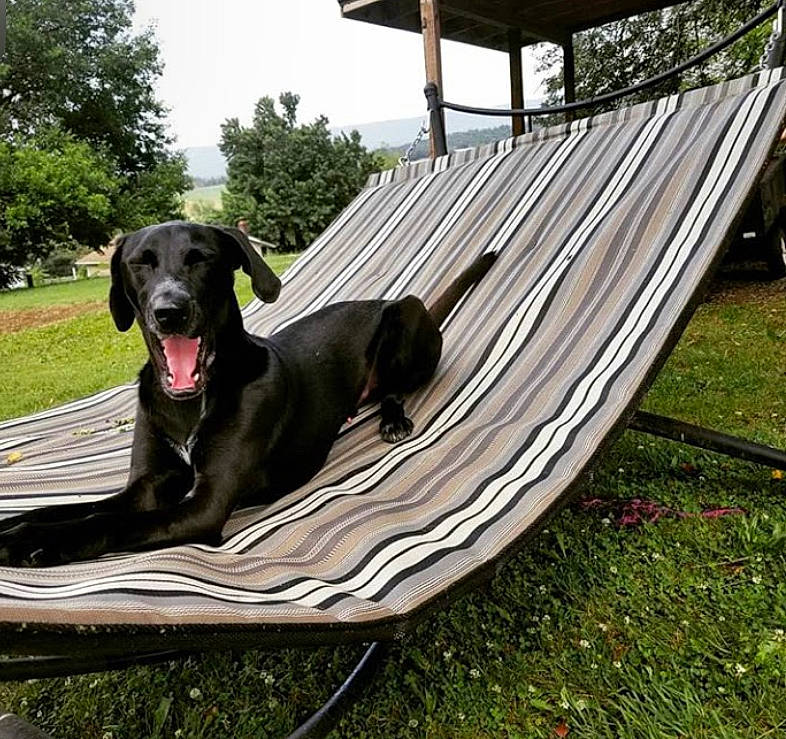 Mr. Pig joined the competition — help win amazing prizes! carnivore, chair, collar, companion_dog, dog, dog_breed, dog_collar, grass, gun_dog, leisure, outdoor_furniture, plant, recreation, retriever, shade, sky, sporting_group, tail, tree, working_animal
