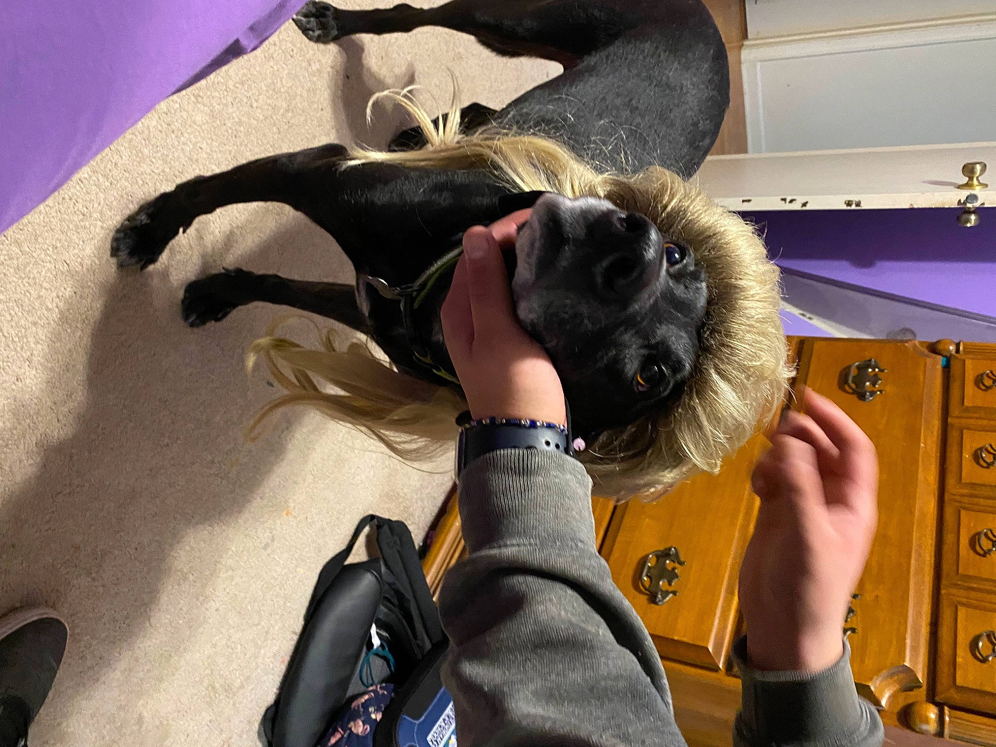 Mr. Pig is registered to the contest to win money with this photo: bag, comfort, companion_dog, engineering, fun, fur, gesture, mammal, personal_protective_equipment, sporting_group, vertebrate, wrist