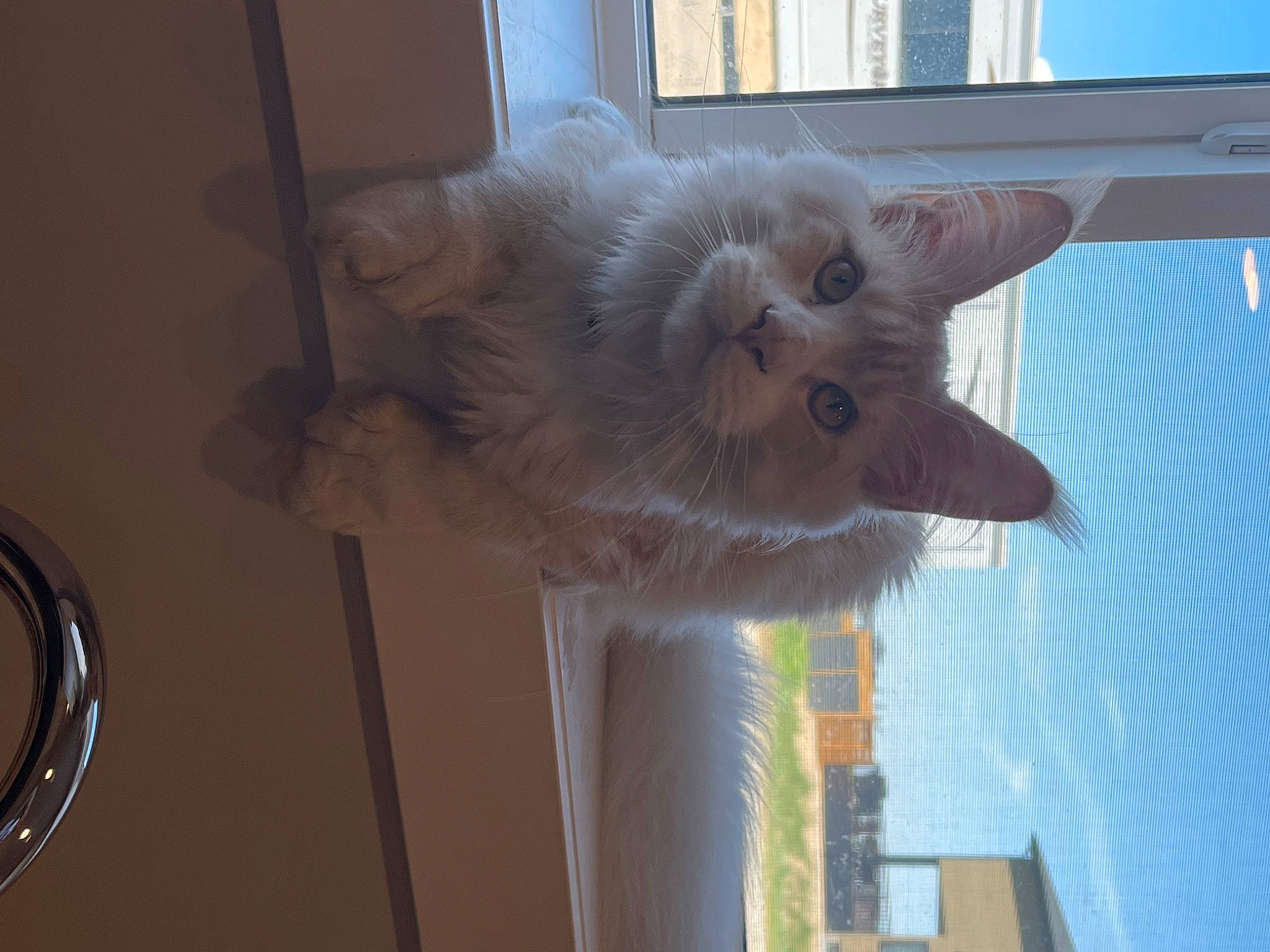 Cream Puff is registered to the contest to win money with this photo: balinese, building, carnivore, cat, claw, domestic_short_haired_cat, fawn, felidae, fur, paw, sky, small_to_medium_sized_cats, snout, tail, tonkinese, whiskers, window