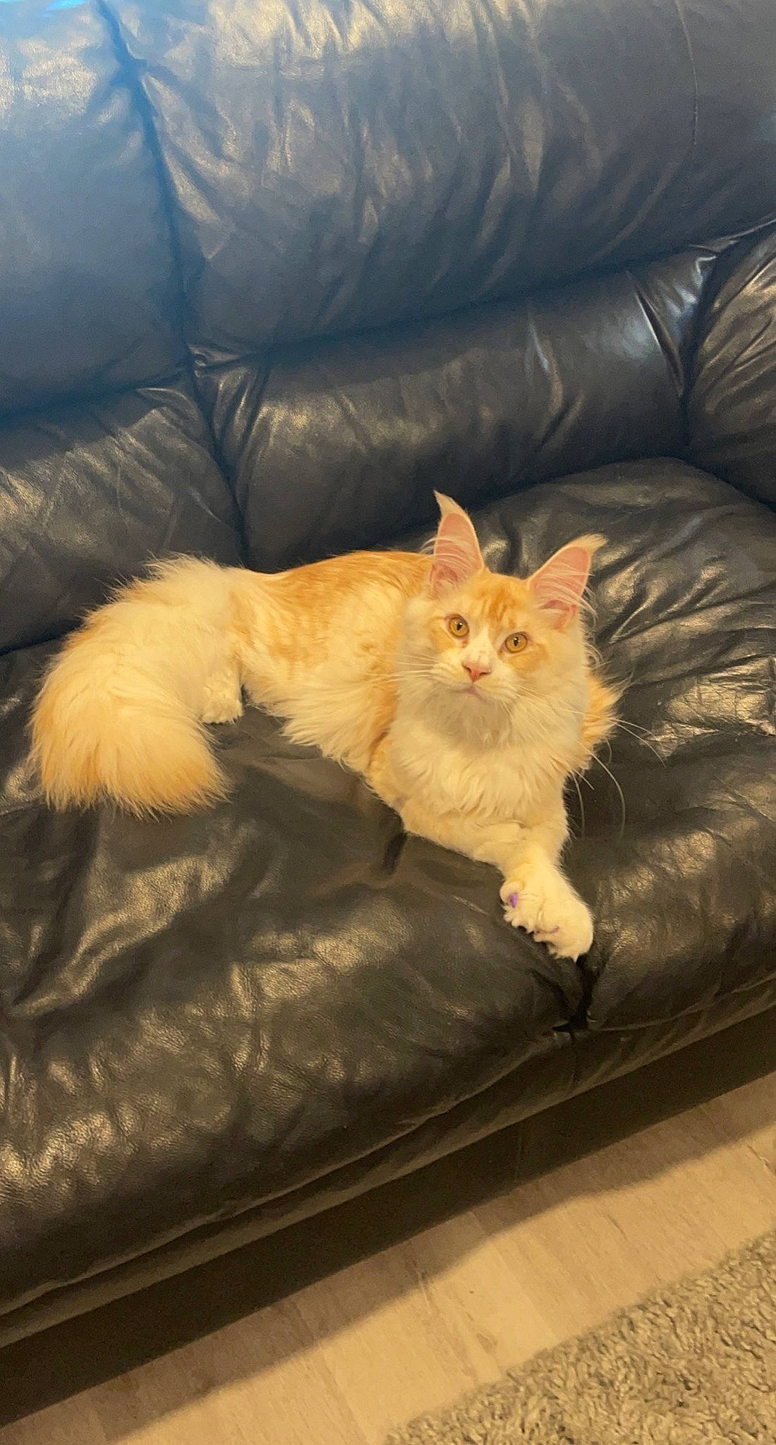 Cream Puff is registered to the contest to win money with this photo: bed, bedding, carnivore, cat, comfort, couch, domestic_short_haired_cat, drawer, felidae, flooring, fur, furniture, hardwood, human_leg, paw, plant, small_to_medium_sized_cats, tail, whiskers, wood