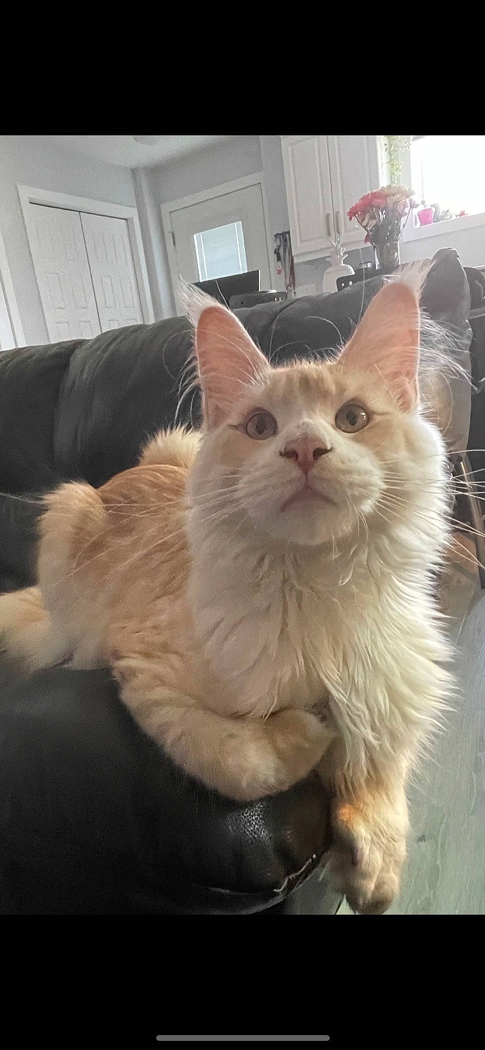 Cream Puff is registered to the contest to win money with this photo: carnivore, cat, claw, comfort, domestic_short_haired_cat, eye, fawn, felidae, fur, paw, picture_frame, plant, sitting, small_to_medium_sized_cats, tail, terrestrial_animal, whiskers, window