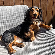 Remy is registered to the contest to win money with this photo: dog, dachshund, long_hair, black_and_tan, pet, canine, sitting, lounging, relaxed, happy, smiling, outdoor, sunlight, chair, cushion, wooden_fence, backyard, portrait, floppy_ears, fur