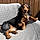 Remy
