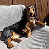 dog, dachshund, long_hair, black_and_tan, pet, canine, sitting, lounging, relaxed, happy, smiling, outdoor, sunlight, chair, cushion, wooden_fence, backyard, portrait, floppy_ears, fur