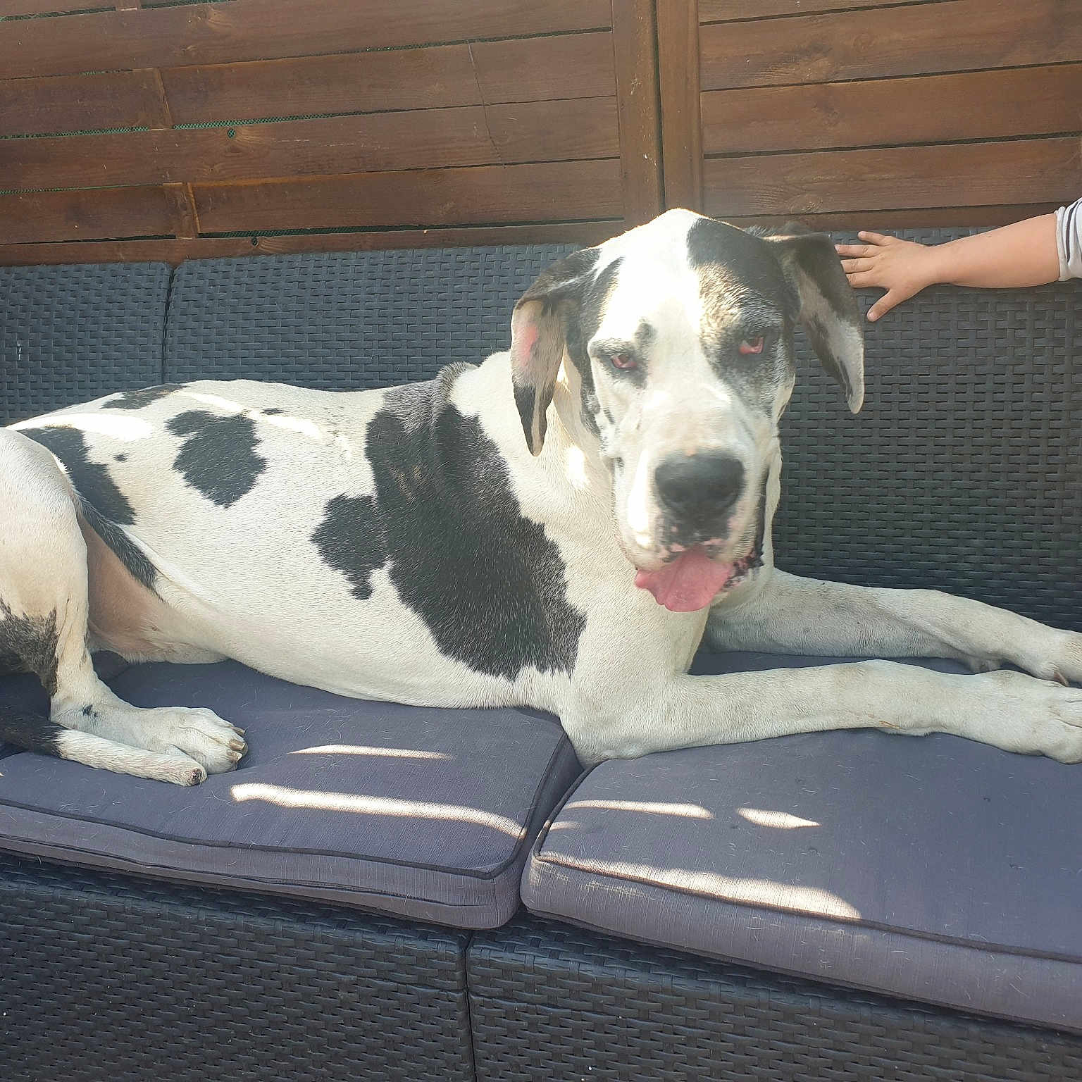 Goliath