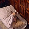 animal, blanket, canine, carpet, comfort, cozy, cushion, cute, dog, ears, face, fur, home, indoor, looking, pet, relaxing, resting, small_dog, wooden_cabinet