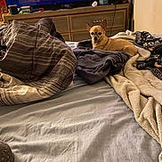 Gizzy Hatton joined the competition — help win amazing prizes! dog, bed, blanket, clothing, dresser, fan, television, room, indoor, furniture, pet, tan_dog, relaxed, pile, blankets, fabric, casual, cozy, curious, home