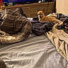 dog, bed, blanket, clothing, dresser, fan, television, room, indoor, furniture, pet, tan_dog, relaxed, pile, blankets, fabric, casual, cozy, curious, home