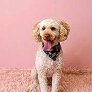 Bella Hatton joined the competition — help win amazing prizes! dog, curly_fur, bandana, pink_background, fluffy_rug, pet, tongue_out, portrait, sitting, cute, animal, indoor, studio, smiling, friendly, canine, fur, happy, domestic, mammal