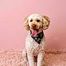 dog, curly_fur, bandana, pink_background, fluffy_rug, pet, tongue_out, portrait, sitting, cute, animal, indoor, studio, smiling, friendly, canine, fur, happy, domestic, mammal