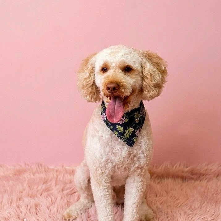 Bella Hatton joined the competition — help win amazing prizes! dog, curly_fur, bandana, pink_background, fluffy_rug, pet, tongue_out, portrait, sitting, cute, animal, indoor, studio, smiling, friendly, canine, fur, happy, domestic, mammal