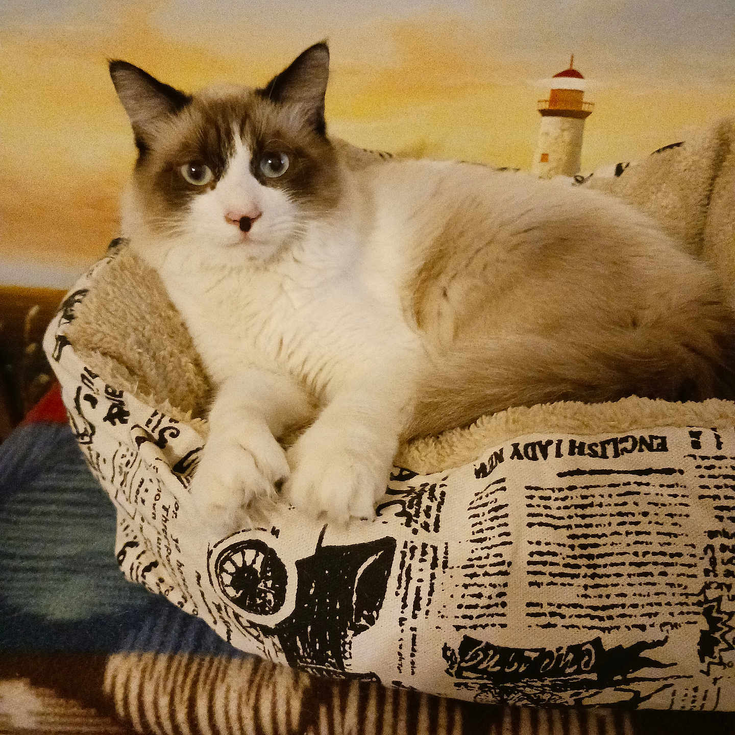 Rocky Raccoon is registered to the contest to win money with this photo: animal, architecture, beacon, building, cat, chair, couch, cushion, furniture, homedecor, indoors, kitten, lighthouse, livingroom, manx, pet, room, siamese, text, tower