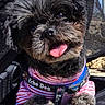 dog, pet, black_dog, cute, tongue_out, striped_shirt, harness, stroller, outdoor, sunny, happy, small_dog, fur, face, animal, playful, canine, closeup, portrait, blue_sky