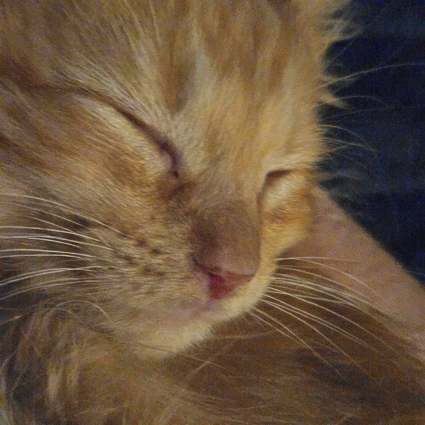 Denis joined the competition — help win amazing prizes! abyssinian, angora, animal, bodypart, cat, ear, kitten, manx, person, pet, siamese, sleeping, snout