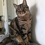 Mystic a rejoint le concours — aidez-le/la à gagner de superbes lots ! cat, tabby_cat, indoor, pet, feline, sitting, curious, gray_surface, striped_fur, whiskers, ears, tail, green_eyes, domestic_animal, closeup, portrait, animal, household, furniture, door