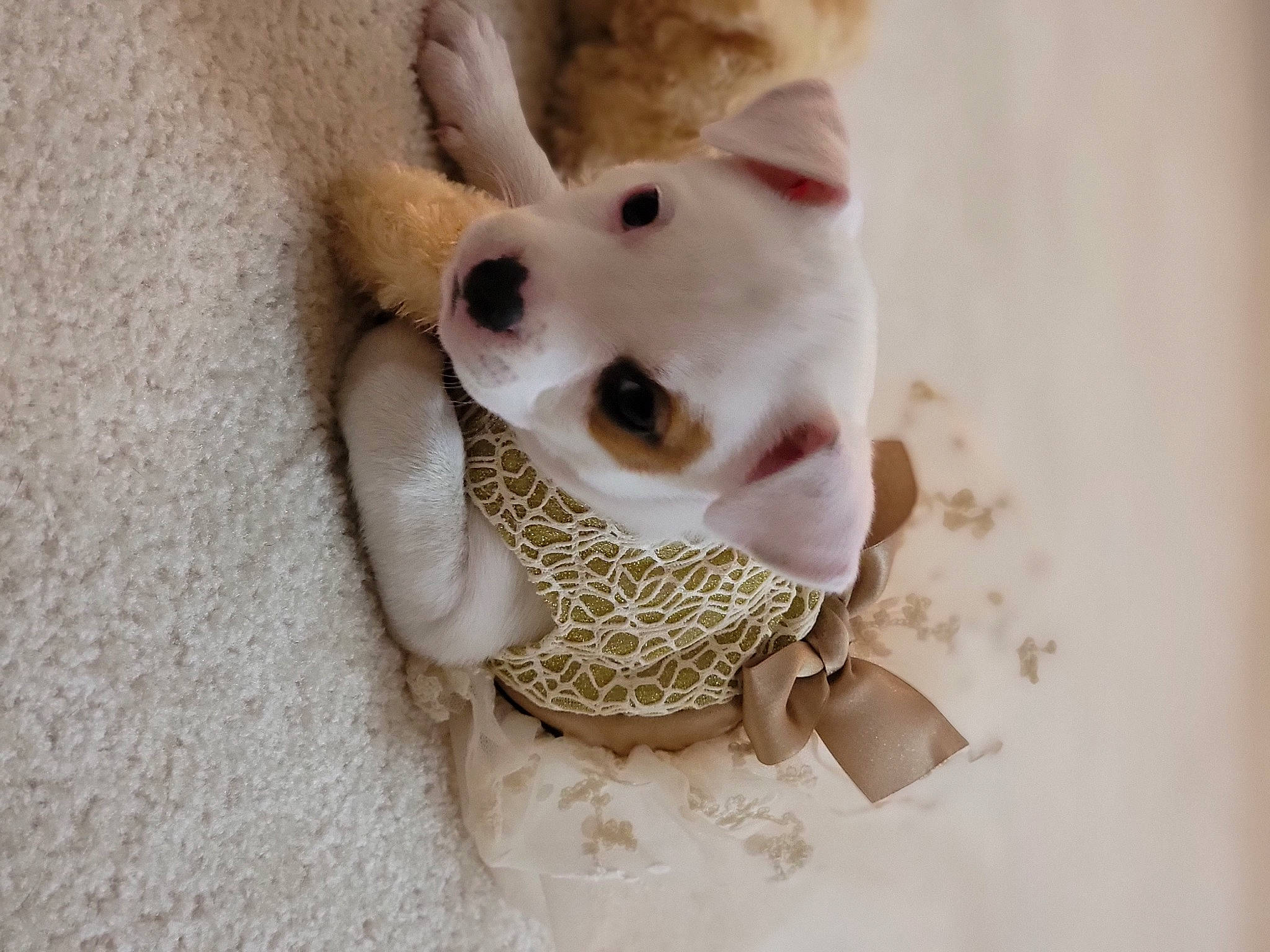 Ali joined the competition — help win amazing prizes! canidae, carnivore, companion_dog, dog, dog_breed, dog_supply, dog_toy, ear, fawn, felidae, fur, paw, plush, snout, stuffed_toy, tail, toy, toy_dog, whiskers, working_animal