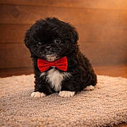 Dreckko joined the competition — help win amazing prizes! puppy, dog, black_dog, bow_tie, red_bow_tie, cute, fluffy, small_dog, pet, indoors, carpet, beige_rug, wooden_floor, wooden_wall, sitting, portrait, animal, adorable, fur, young_dog