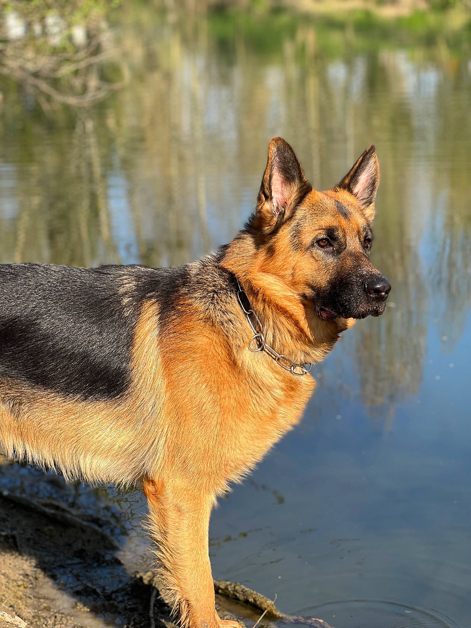 Ramsès participe au concours pour gagner de l'argent avec cette photo : canidae, carnivore, dog, dog_breed, east_european_shepherd, fawn, fur, german_shepherd_dog, herding_dog, king_shepherd, lake, old_german_shepherd_dog, snout, sporting_group, terrestrial_animal, tree, water, wildlife, working_animal, working_dog