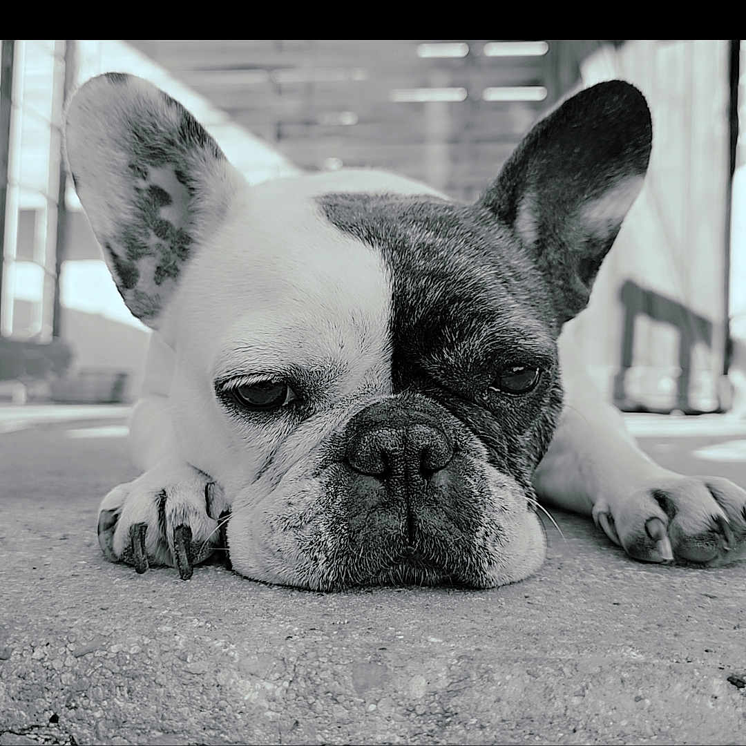 Peppa a rejoint le concours — aidez-le/la à gagner de superbes lots ! animal, bostonbull, boxer, bulldog, canine, dog, frenchbulldog, pet, pitbull, puppy