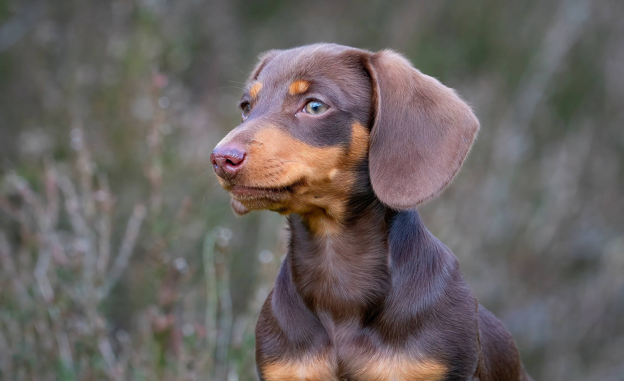 Dolly is registered to the contest to win money with this photo: canidae, carnivore, companion_dog, dog, dog_breed, fawn, grass, hound, hunting_dog, liver, natural_material, snout, sporting_group, terrestrial_animal, working_animal, working_dog