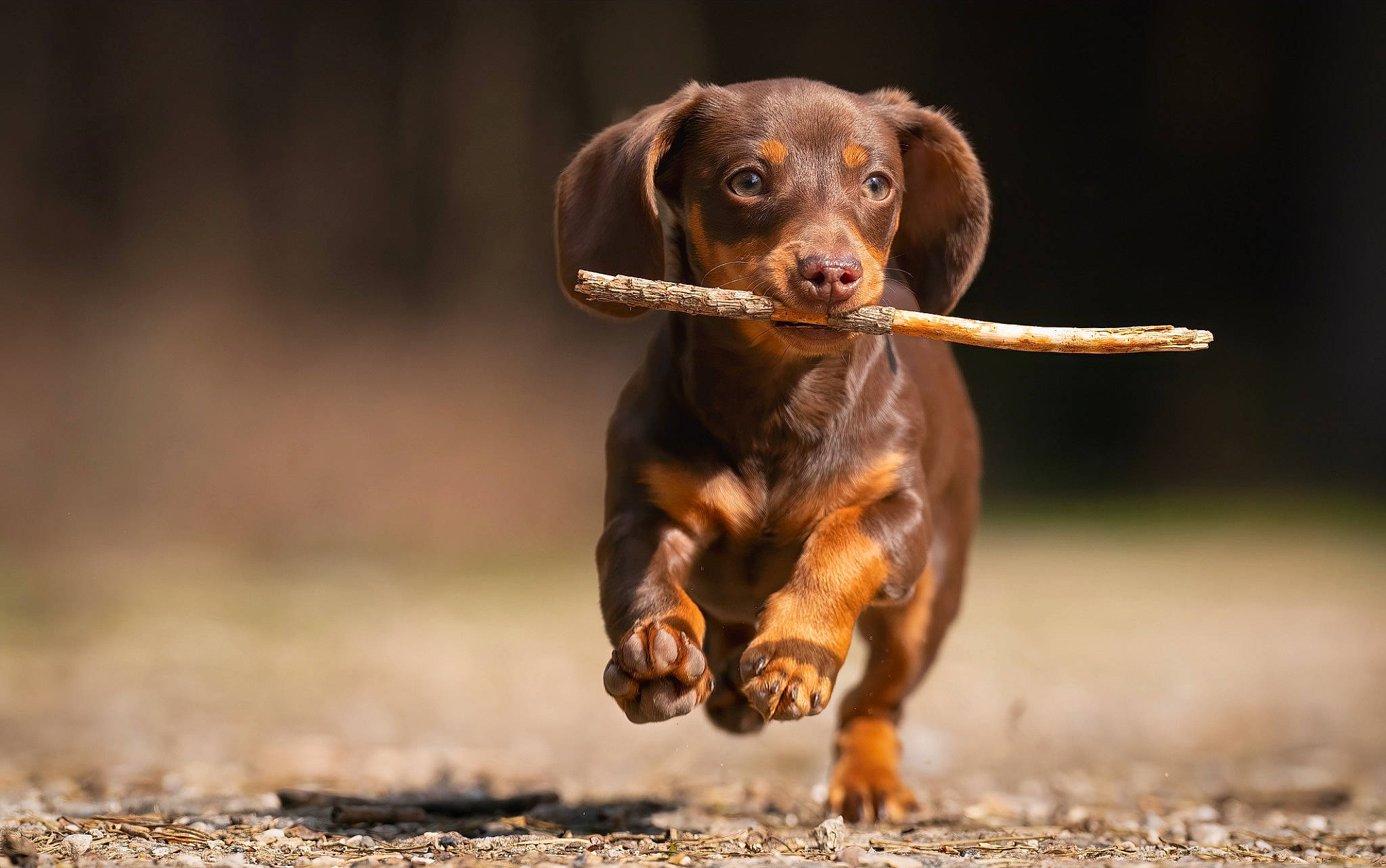 Dolly is registered to the contest to win money with this photo: canidae, carnivore, companion_dog, dog, dog_breed, gun_dog, hunting_dog, liver, snout, sporting_group, terrestrial_animal, working_animal, working_dog