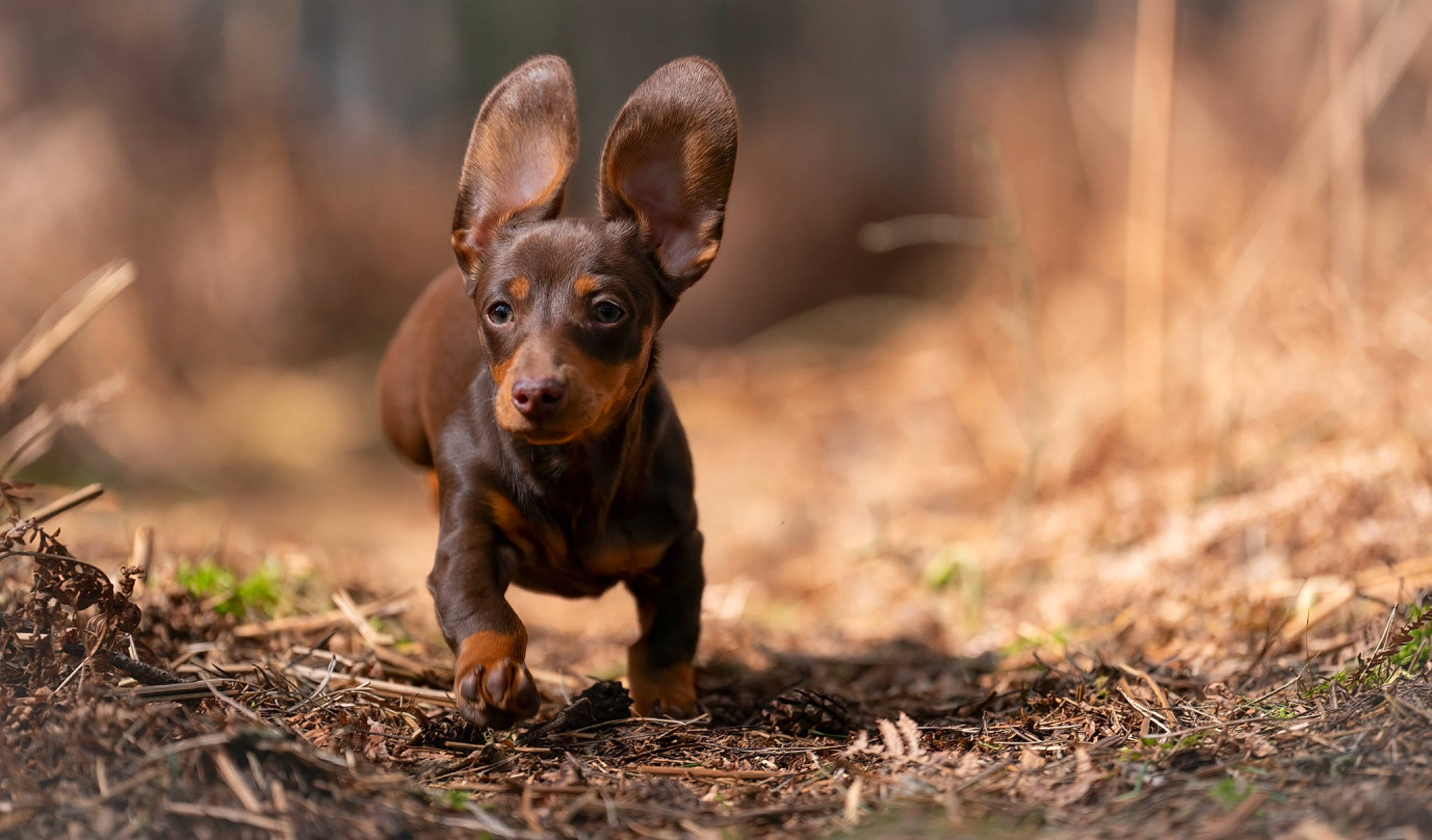 Dolly joined the competition — help win amazing prizes! canidae, carnivore, companion_dog, dog, dog_breed, ear, fawn, grass, liver, plant, russkiy_toy, snout, soil, sporting_group, terrestrial_animal, toy_dog, whiskers, wildlife, wood, working_animal