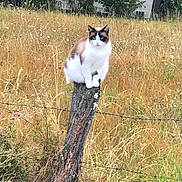 Issis participe au concours pour gagner de l'argent avec cette photo : animal, background, blue_eyes, cat, daylight, feline, field, fur, nature, outdoor, perched, plant, regal, rural, striking, summer, tree, wild_grass, wire_fence, wooden_post