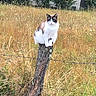 animal, background, blue_eyes, cat, daylight, feline, field, fur, nature, outdoor, perched, plant, regal, rural, striking, summer, tree, wild_grass, wire_fence, wooden_post