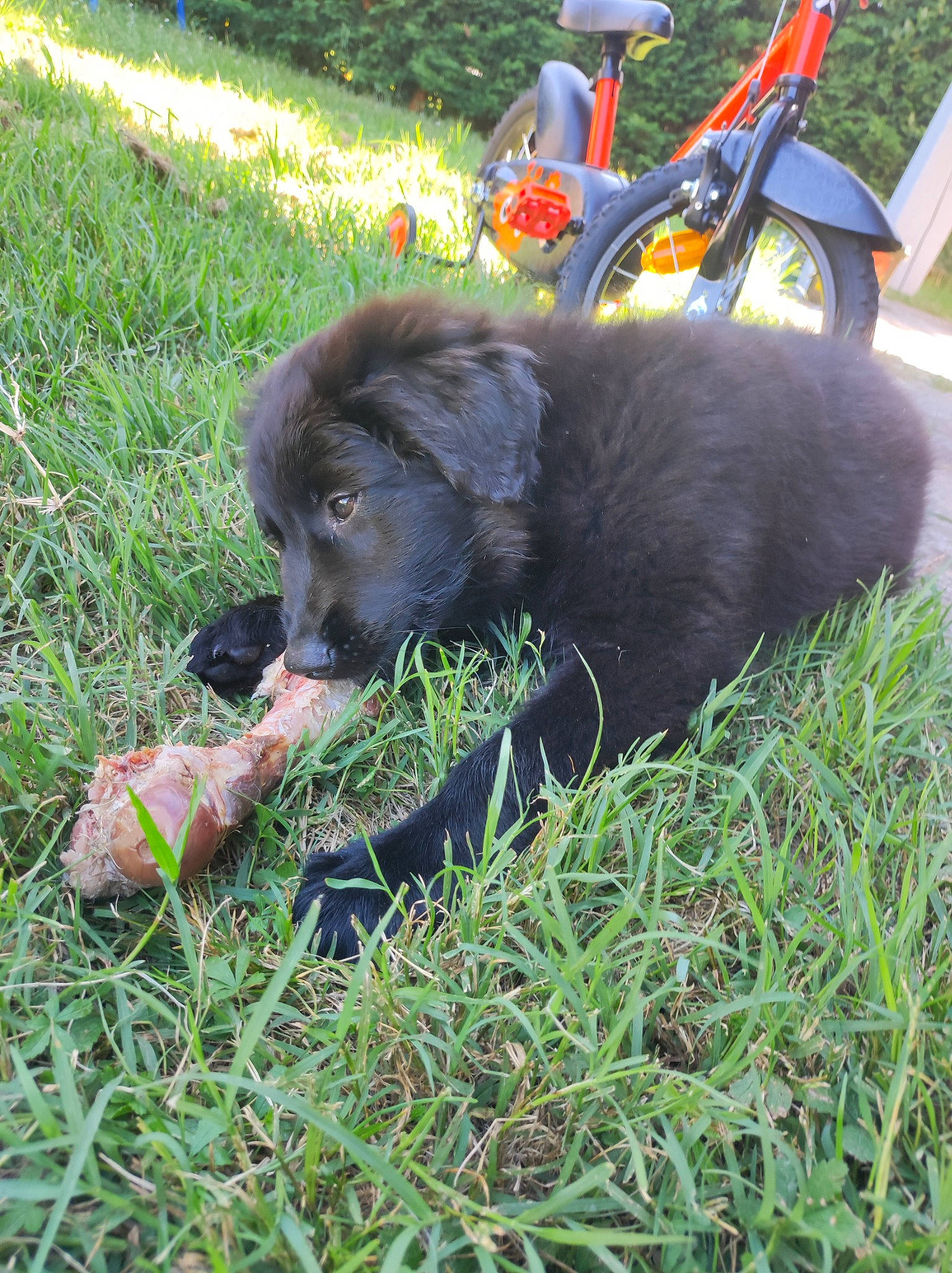 Mara a rejoint le concours — aidez-le/la à gagner de superbes lots ! bicycle_wheel, canidae, carnivore, collar, companion_dog, dog, dog_breed, dog_collar, fur, grass, groundcover, lawn, plant, snout, soil, sporting_group, terrestrial_animal, tire, wheel, working_animal