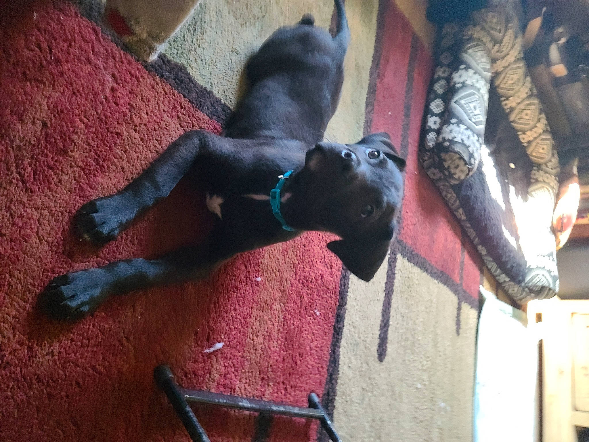 Anubis joined the competition — help win amazing prizes! art, building, canidae, carmine, carnivore, collar, companion_dog, dog, dog_breed, dog_collar, fawn, fur, guard_dog, human_leg, snout, sporting_group, tail, window, wood, working_animal